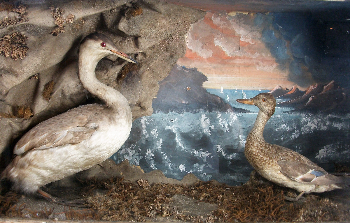 taxidermy diorama of a Great Crested Grebe and a Teal.